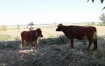 В Узбекистане за два года планируют восстановить 620 тысяч гектаров пастбищ