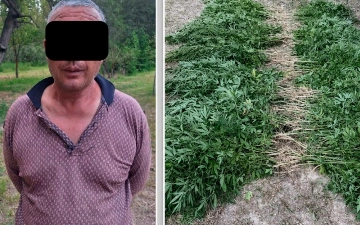 В Узбекистане выявили несколько случаев выращивания запрещенных растений и хранения наркотиков