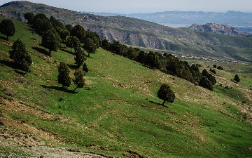 В приграничных районах Сурхандарьи и Сырдарьи создадут защитные лесонасаждения и «зеленые пояса»