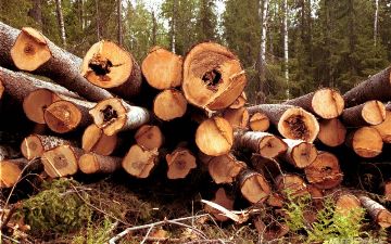 В Афганистане запретили вырубку леса и контрабанду древесины