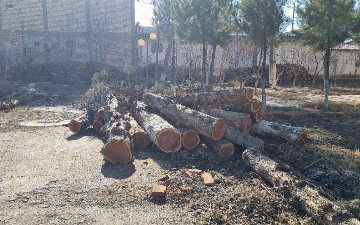 Сенаторы одобрили ужесточение наказания за незаконную вырубку деревьев