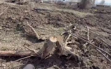 Под Ташкентом фермерское хозяйство незаконно вырубило деревья: ущерб составил более 1,4 млрд сумов
