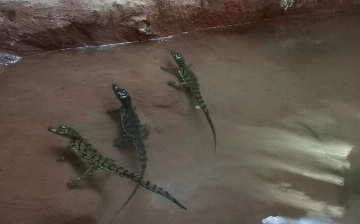 В Госкомэкологии рассказали об участи крокодилов, которых пытались ввезти в Ташкент