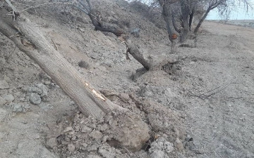 В Кашкадарье компания повредила деревья на 2,8 млрд сумов