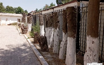 В Ташкенте разыскали мужчину, спилившего более 20 деревьев на территории школы (видео)