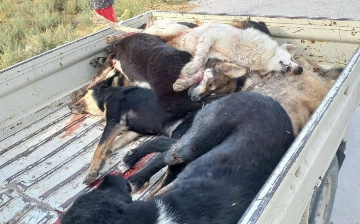 В Джизаке сотрудники благоустройства убили собак на глазах у детей 