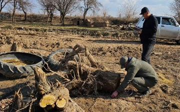 В Кашкадарье сотрудники компании To‘palang HPD Holding повредили 150 деревьев
