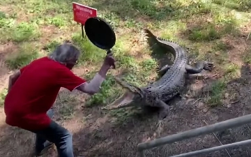 Бесстрашный мужчина в Австралии сковородкой прогнал крокодила – видео 
