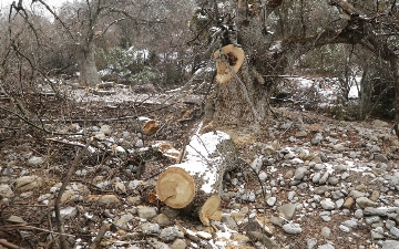 Сурхандарьинские дровосеки срубили более 50 многолетних деревьев