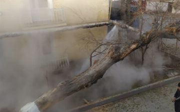 В Мирзо-Улугбекском районе неизвестные повалили дерево на теплотрассу, лишив местных жителей отопления