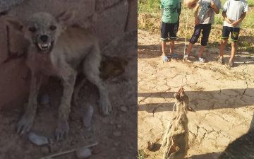 В Кашкадарье неизвестное животное убивало овец: узнали подробности случившегося
