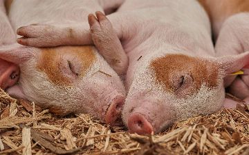 Ученые станут выращивать новую породу свиней для донорских органов людям
