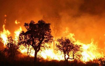 В Алжире бушуют лесные пожары: более 40 человек погибли - видео