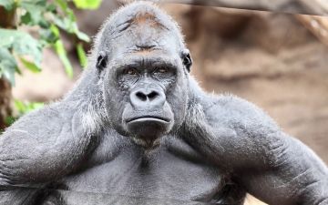 Больше десяти горилл из зоопарка США заразились клоронавирусом