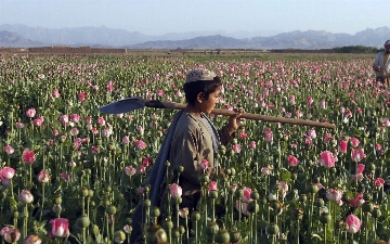 После запрета талибов в Афганистане почти полностью сократили посевы опия — ООН