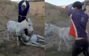 В Кашкадарьинской области двое мужчин избили ослов на глазах у ребенка — видео