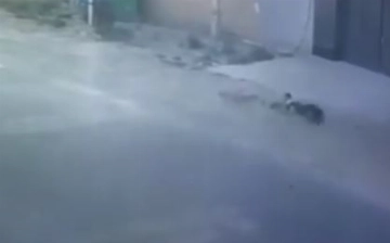 В Самарканде грозит мизерный штраф владельцу собак, набросившихся на мальчика