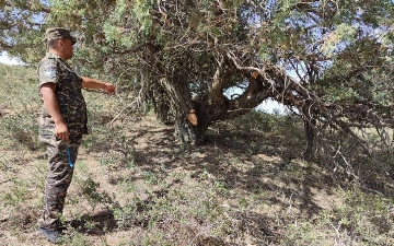 В Кашкадарье повредили 17 хвойных деревьев: лесничий отделался небольшим штрафом