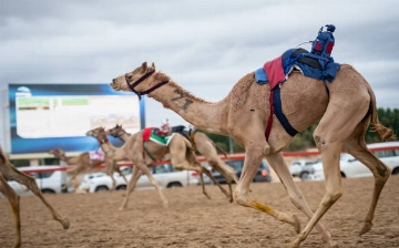 В Узбекистане создали Федерацию верблюжьего спорта и човгана