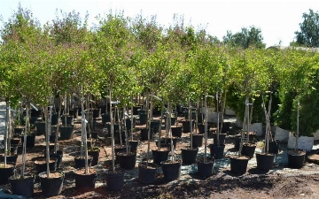 В Узбекистане бедным семьям будут платить за посадку деревьев