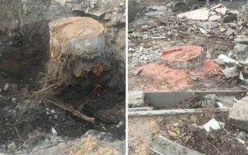 В Самарканде срубили многолетнюю чинару, несмотря на указ президента