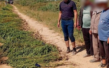 В Кашкадарье накрыли наркоплантацию: правоохранители изъяли почти 28 кг марихуаны