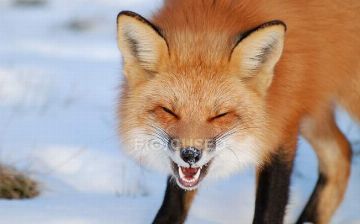 Научно доказали, что животные умеют смеяться: посмотрите, как смеются лисы – видео 