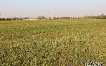 В Узбекистане впервые начали приватизировать несельскохозяйственные земли