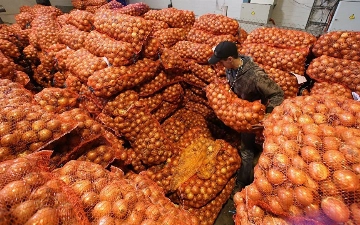 На рынках Узбекистана значительно подорожал лук 
