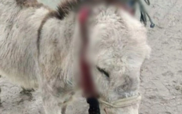 Бухарский живодер отрезал уши ослу: животное умерло от потери крови (видео 18+)