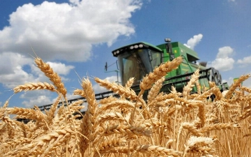В Казахстане предложили ограничить вывоз пшеницы автотранспортом в Узбекистан