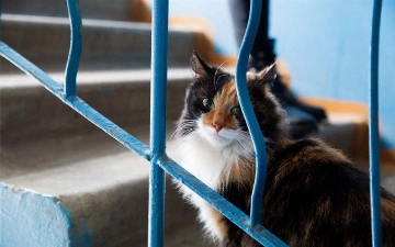 В Узбекистане запретили содержать животных на лестничных площадках