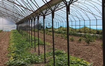 Теплицы в Ташкенте и вокруг него переведут на газ