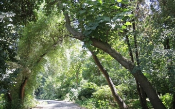 «Ботанический сад не переходит на баланс хокимията Ташкента» — столичная администрация