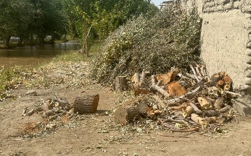 В Бухаре незаконно срубили 125 деревьев: ущерб оценили в 1,7 млрд сумов