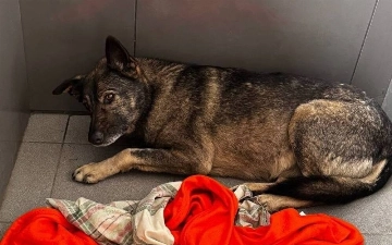 Что теперь будет с администратором «Додо-пиццы», выгнавшим собаку