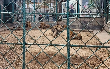 Toshkent viloyatidagi hayvonot bogʻida 3 ta sher qorovulga hujum qildi