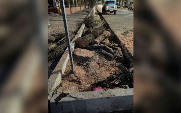У здания Ташкентской городской прокуратуры срубили здоровые деревья