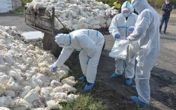 Увеличилось число граничащих с Узбекистаном казахстанских регионов, где выявили птичий грипп