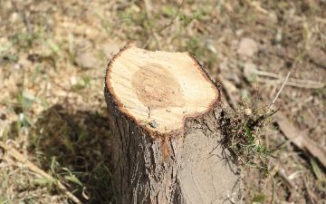 В Сурхандарье незаконно срубили 43 дерева — фото