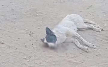 В Джизаке сотрудники службы отлова застрелили собаку на глазах у детей — видео (18+)
