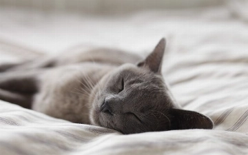В Японии выпустили постельное белье, имитирующее кошек