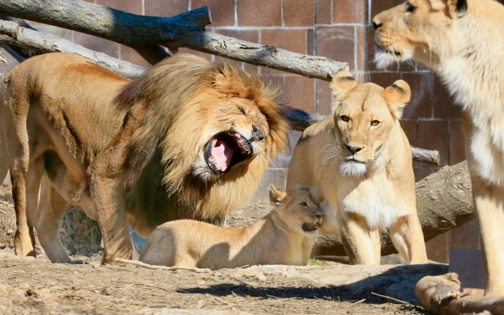 Фото: Lionpark
