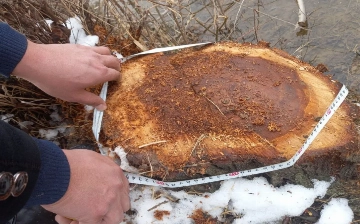 В Сырдарье посадили фермера и его напарников, срубивших деревья почти на 1,5 млрд сумов