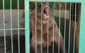 На Нукусский зоопарк опять поступила жалоба — видео