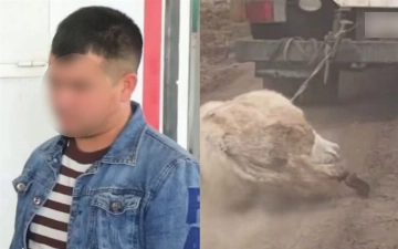 В Джизаке нашли водителя, который привязал осла к грузовику и протащил его по дороге