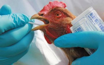 Вирусолог предупредил о возможной эпидемии птичьего гриппа