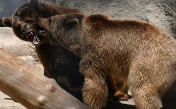 В Ташкентском зоопарке организовали свидание медведю Зузу, в вольер к которому сбросили девочку&nbsp;— фото