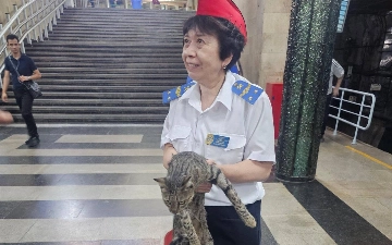 “Kosmonavtlar” metro bekatida yo‘lga tushib qolgan mushuk qutqarildi