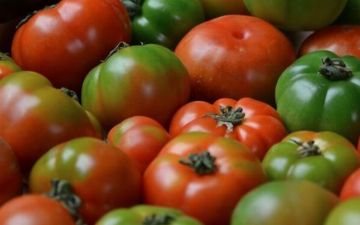 В Японии создали томаты против гипертонии